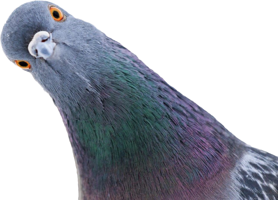 Pigeon